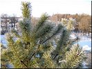 Зимняя природа Зимняя природа