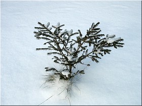 А на дворе - зима! А на дворе - зима!
